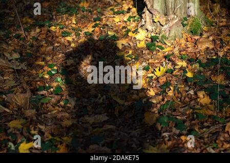 Moody seasonal  self portrait of woman gathering her loose hair in natural environment. Dark silhouette against colorful autumn leaves covering ground Stock Photo