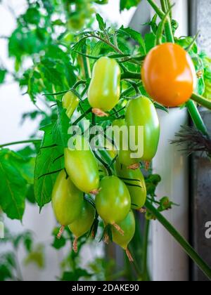 Several unripe cherry tomatoes on a twig Stock Photo