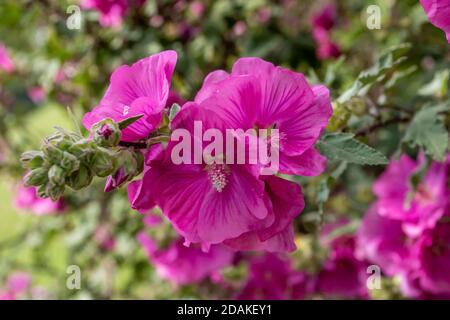 bright pink flowers of a tree mallow Stock Photo