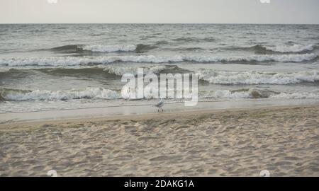 single seagull walking on a beach in front of sea waves Stock Photo