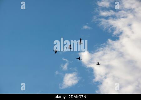 great cormorant birds flying over cloudy sky in summer season Stock Photo