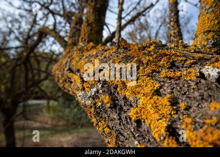 Yellow lichen on tree dry branches. Xanthoria parietina, yellow scale, shore lichen, common orange lichens are non parasitic plant like organisms. Clo Stock Photo