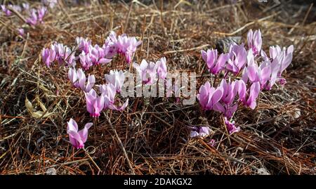 Pink cyclamen coum, hederifolium, ivy leaved, sowbread spring flowers. Belong to Primulaceae family with beautiful perennial flowering plants. Close u Stock Photo