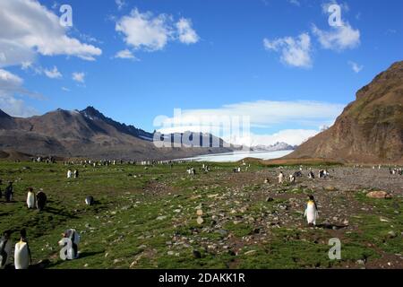 King Penguin’s breeding colony in Fortuna Bay, South Georgia Islands Stock Photo