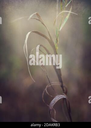 Selective soft focus of dry grass. Shallow depth of field Stock Photo ...