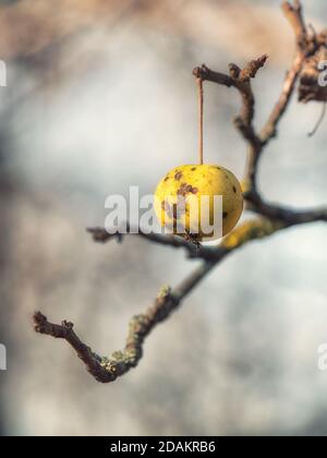 A single bad apple hanging on the tree in early winter. Stock Photo