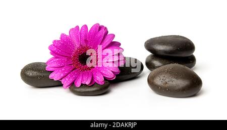 spa massage stones with wet purple flower isolated on white background Stock Photo