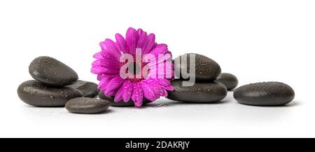 spa and wellness - black wet massage stones with purple flower isolated on white background Stock Photo