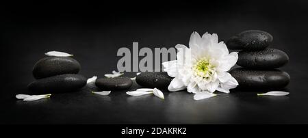 spa and wellness - wet pebbles with white flower and petals on black background. banner Stock Photo