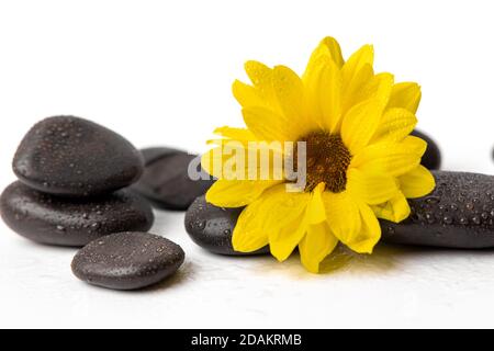 yellow flower with wet black spa stones on white background Stock Photo