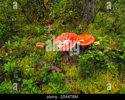 Harmoniously still life from green grass, mosses and lichens with fallen leaf. Autumn rain nature. Mushrooms in autumn forest. Stock Photo