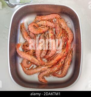 Washing large fresh prawns in the sink. Cooked fresh giant prawns. Stock Photo