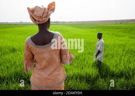 Selingue, Mali, 28th April 2015; Madame Sogoba, agricultural technician, advising  farmer Alou Doumbia.  He explains that his crop is not very advance Stock Photo