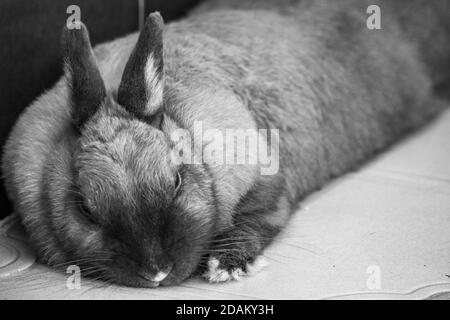 a close up image of my pet bunny rabbit lying down for a rest in black and white Stock Photo