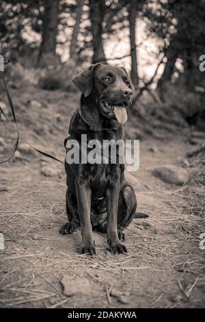 my pet chocolate Labrador dog looking down and sitting down posing for a photo in black and white Stock Photo