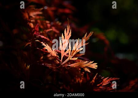 Acer palmatum 'Dissectum Atropurpureum' Stock Photo