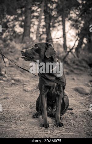 my pet chocolate Labrador dog looking at me sticking her tongue out whilst sitting down posing for a photo in black and white Stock Photo