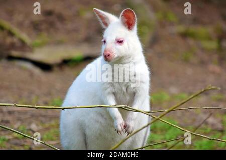 Czech Republic, 12 Oct 2020 - Albino Kangaroo Macropus Rufogriseus Close Up Portrait Stock Photo