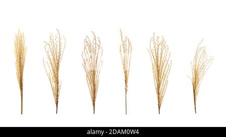 Set of six dry flowers Pampas grass. Stock Photo