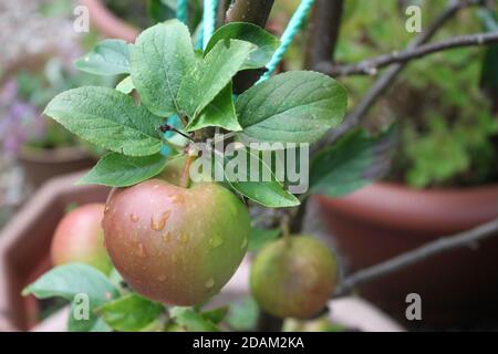 Vihje hedelmäisiä omenapuita