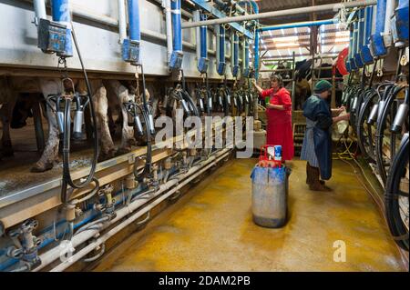 France, Indre (36), Saint-Gaultier, Bel-Air farm, breeding of Prim'Holstein dairy cows, milk milking Stock Photo