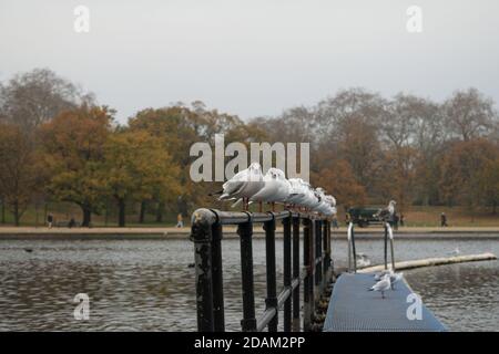 Black-Headed Gulls in Winter Plumage Lined Up on Metal Railing in Hyde Park, London Stock Photo