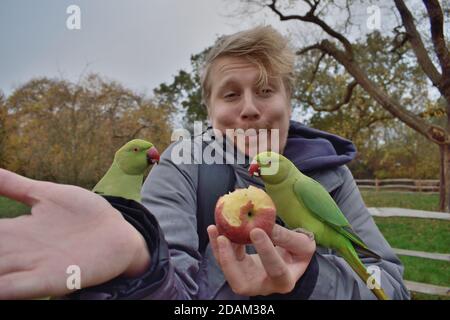 Young Man Feeding an Apple to Two Feral Rose-Ringed Parakeets in London Stock Photo