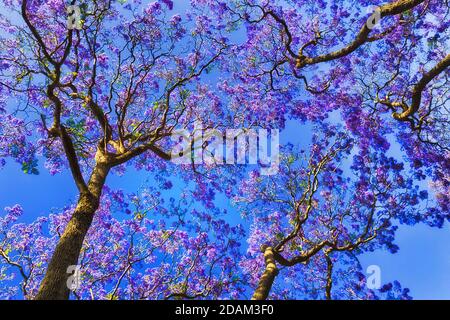 Blossoming Jacaranda trees in Sydney of Australia against blue sky on a sunny day of spring time. Stock Photo