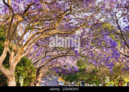 Tunnel of Jacaranda trees branches and leaves in full bloom - Sydney residential street. Stock Photo