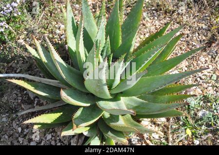 An Aloe Vera Plant Close Up. Juicy green aloe vera close up in nature. Large, succulent. Stock Photo