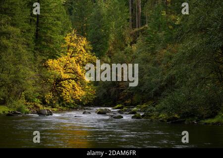 North Fork of the Middle Fork Willamette River, Cascade Mountains, Oregon. Stock Photo