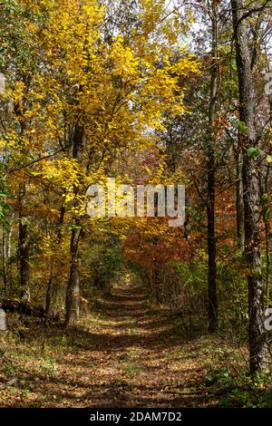 Beautiful and vibrant fall/autumn colors in the forest.  Sand Ridge State Forest, Illinois, USA. Stock Photo