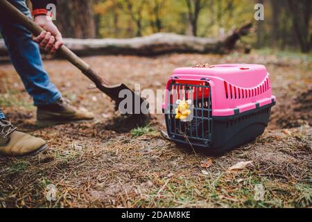 The topic of burial of pets is not legal. Man digs hole with shovel for burying an animal in the forest. The owner makes the grave with a shovel, digs Stock Photo