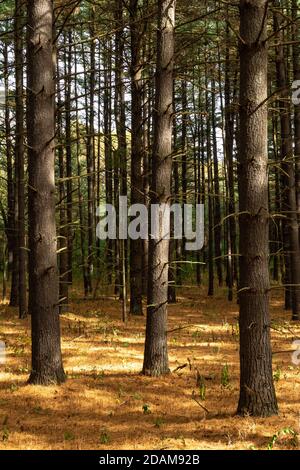 Beautiful and vibrant fall/autumn colors in the forest.  Sand Ridge State Forest, Illinois, USA. Stock Photo