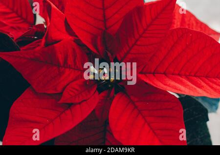 christmas flower poinsettia close up Stock Photo