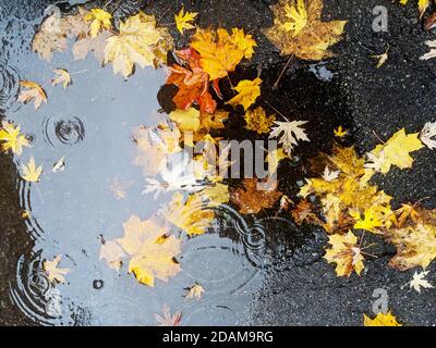 Bright yellow maple leaves on wet asphalt ground on rainy autumn day Stock Photo