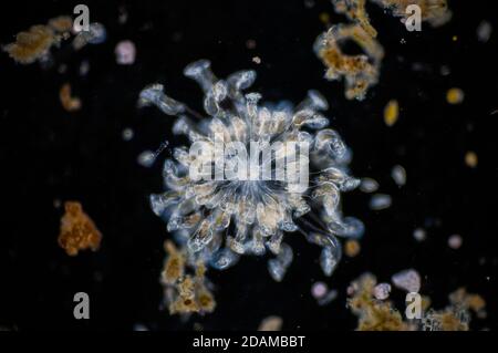 Rotifer, light micrograph. Rotifers (phylum Rotifera) are microscopic ...