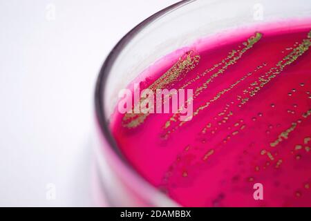 Escherichia coli bacteria on blood agar selective media. Stock Photo