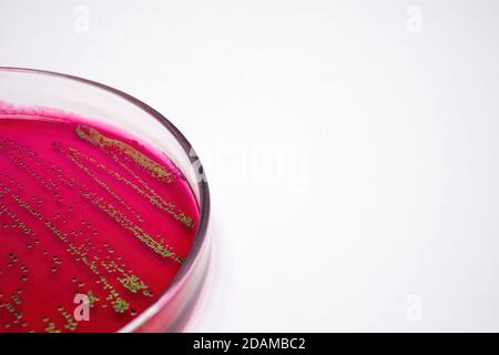 Escherichia coli bacteria on blood agar selective media. Stock Photo