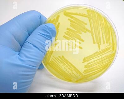 Colony of bacteria on culture medium. Stock Photo