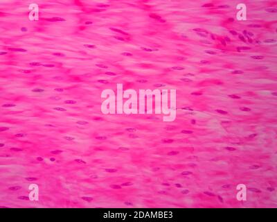 Human smooth muscle, light micrograph. Stock Photo