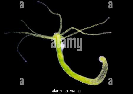 Hydra, light micrograph. Hydra are small freshwater animals of the phylum Cnidaria and class Hydrozoa. Stock Photo