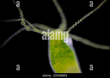 Hydra, light micrograph. Hydra are small freshwater animals of the phylum Cnidaria and class Hydrozoa. Stock Photo