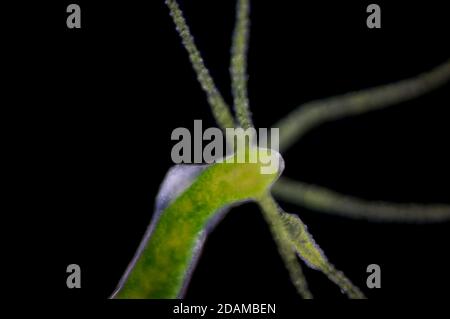 Hydra, light micrograph. Hydra are small freshwater animals of the phylum Cnidaria and class Hydrozoa. Stock Photo