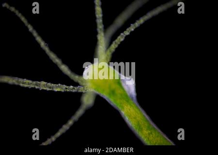 Hydra, light micrograph. Hydra are small freshwater animals of the phylum Cnidaria and class Hydrozoa. Stock Photo