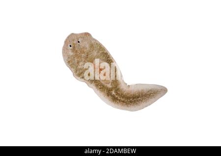 Planaria flatworm, light micrograph. Stock Photo