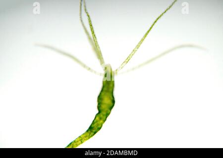 Hydra, light micrograph. Hydra are small freshwater animals of the phylum Cnidaria and class Hydrozoa. Stock Photo