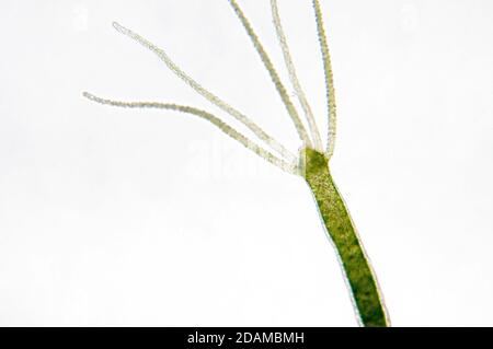 Hydra, light micrograph. Hydra are small freshwater animals of the phylum Cnidaria and class Hydrozoa. Stock Photo