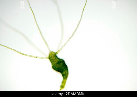 Hydra, light micrograph. Hydra are small freshwater animals of the phylum Cnidaria and class Hydrozoa. Stock Photo