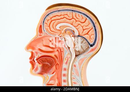 Human head anatomy model. Stock Photo